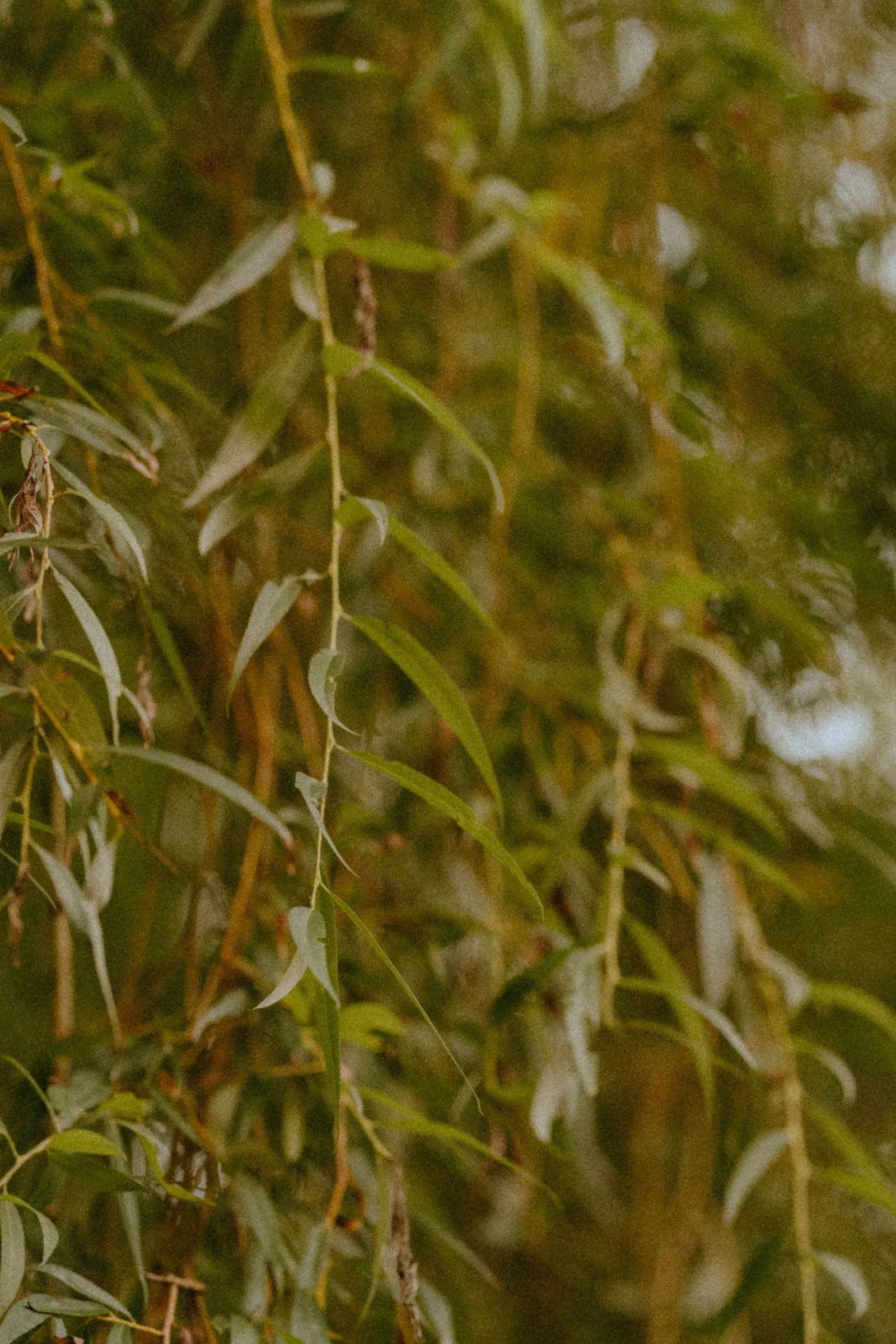 Nature dans les Landes