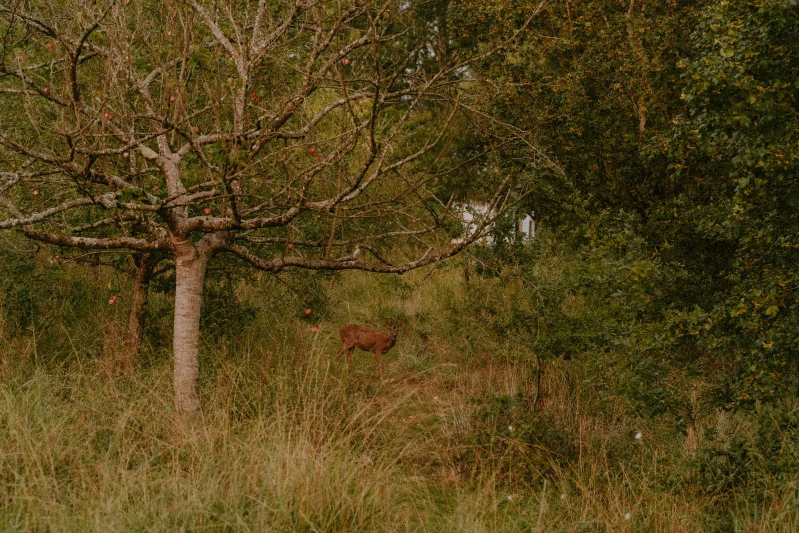 forêt et photos nature dans les Landes