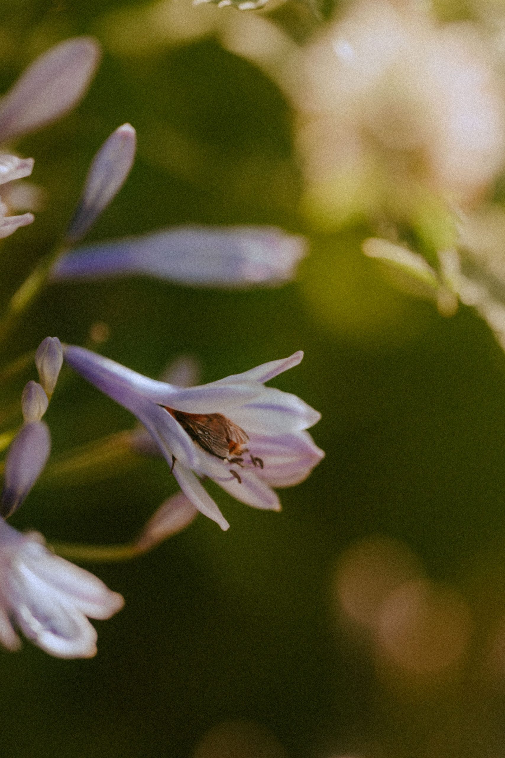 photo de fleurs dans les Landes