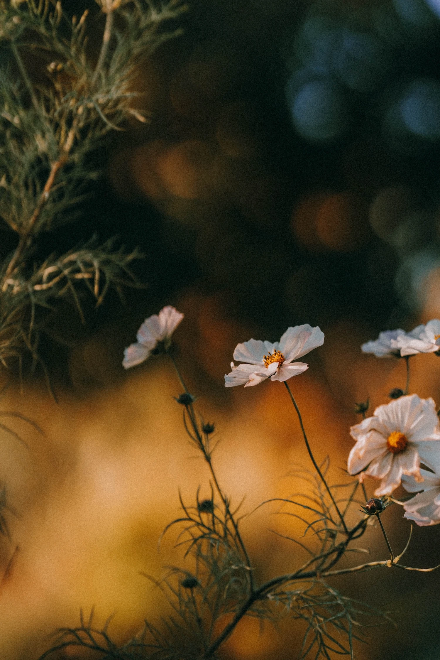 Noé Le Calvez Photographe nature dans les Landes