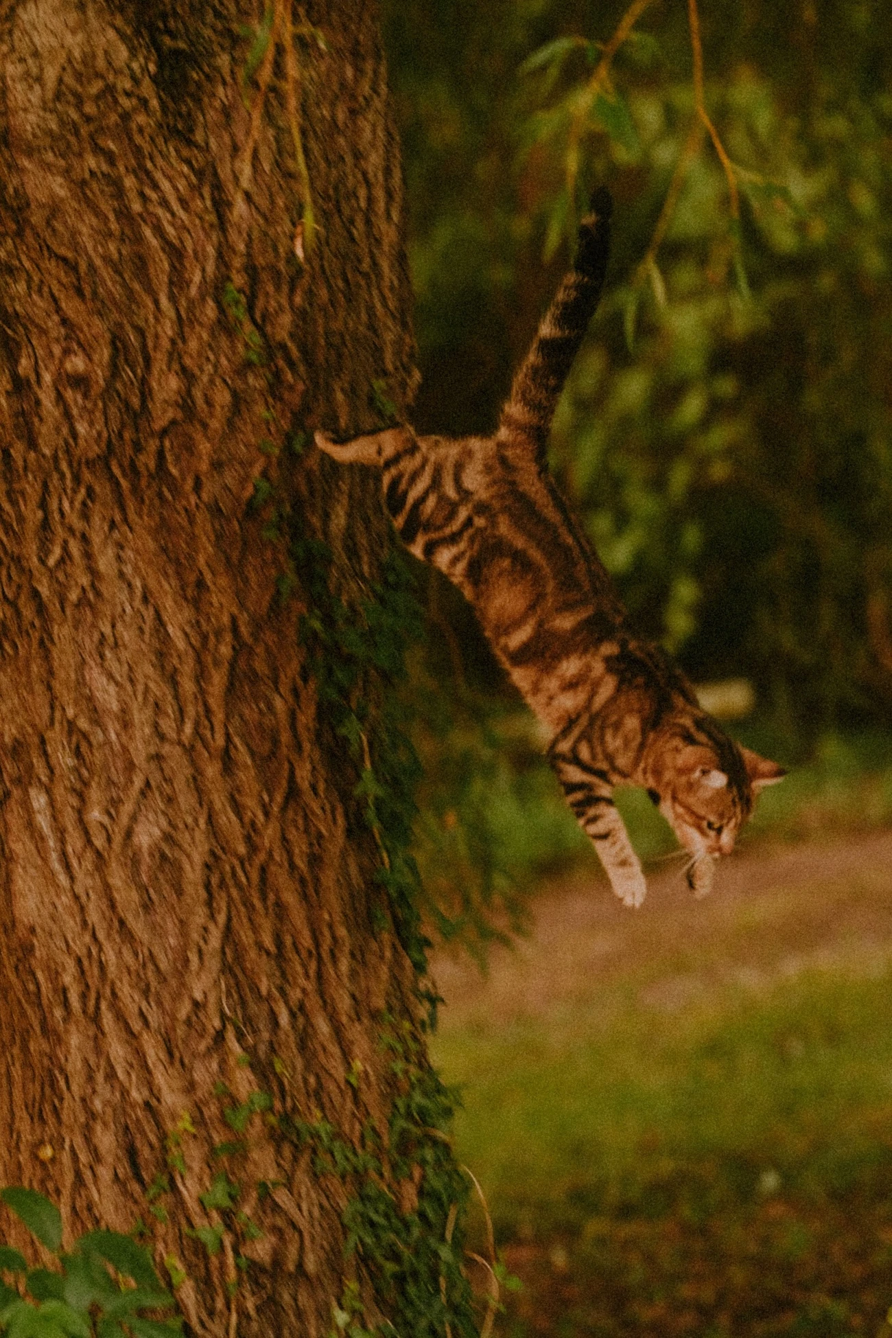 Photo d'un chat en pleine forêt landaise