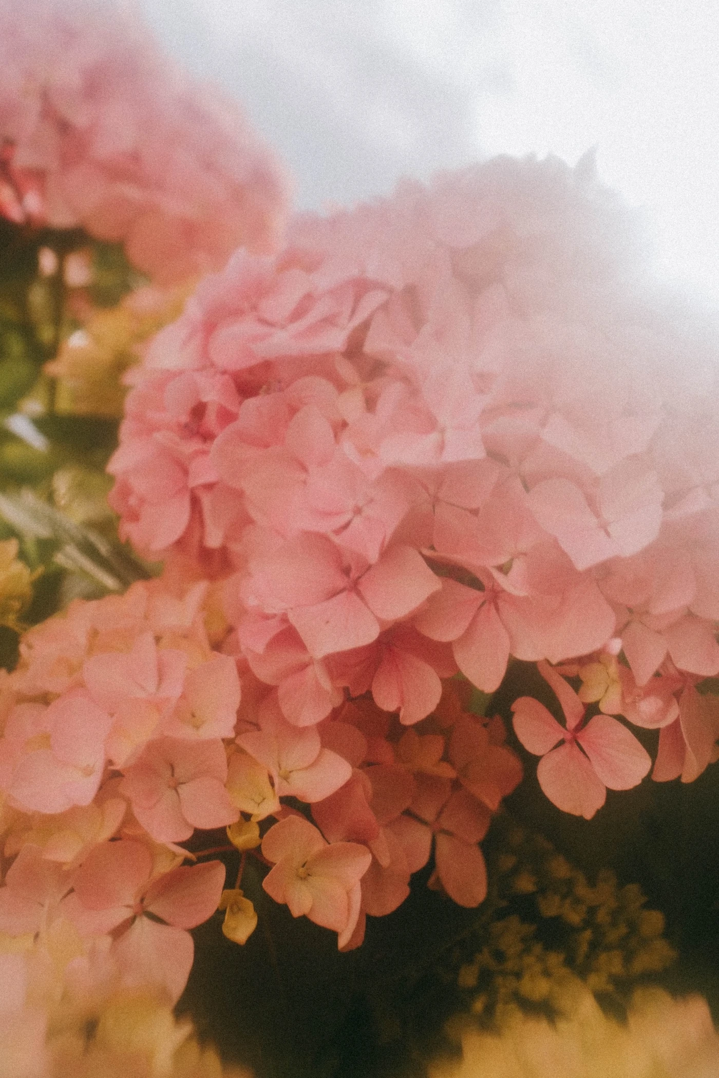 Photo d'une fleur rayon du soleil