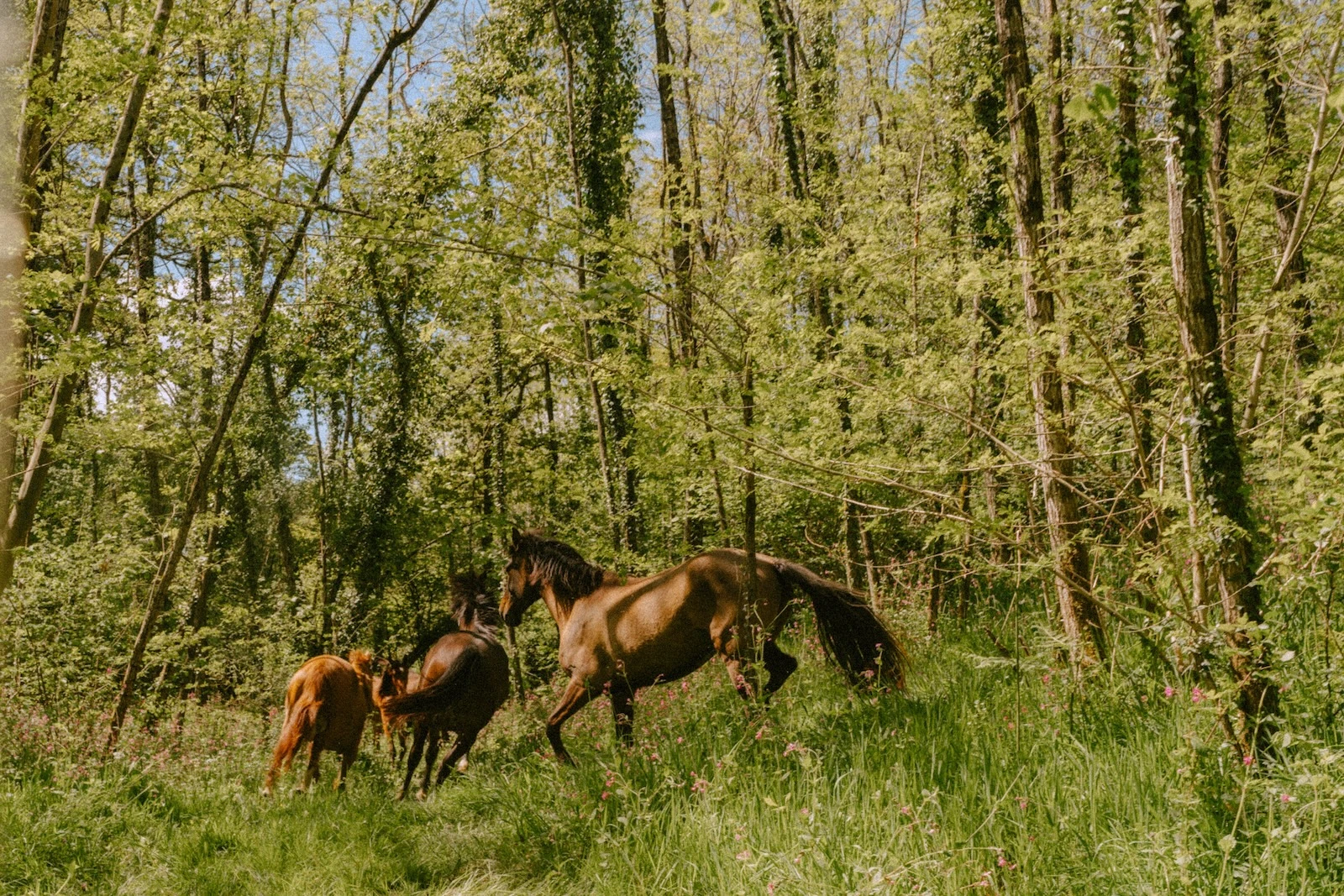 Photographie cheval dans la forêt Landes