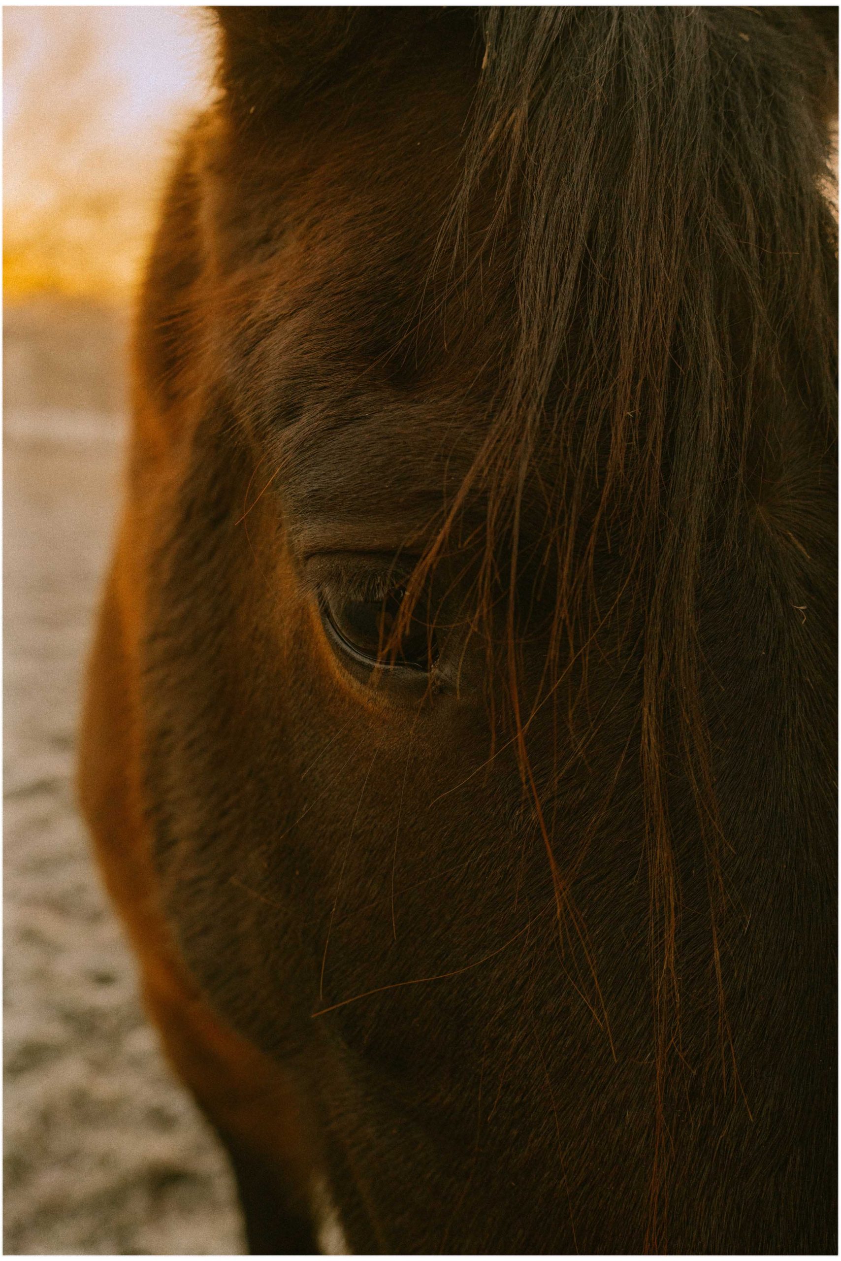 Photo d'un cheval