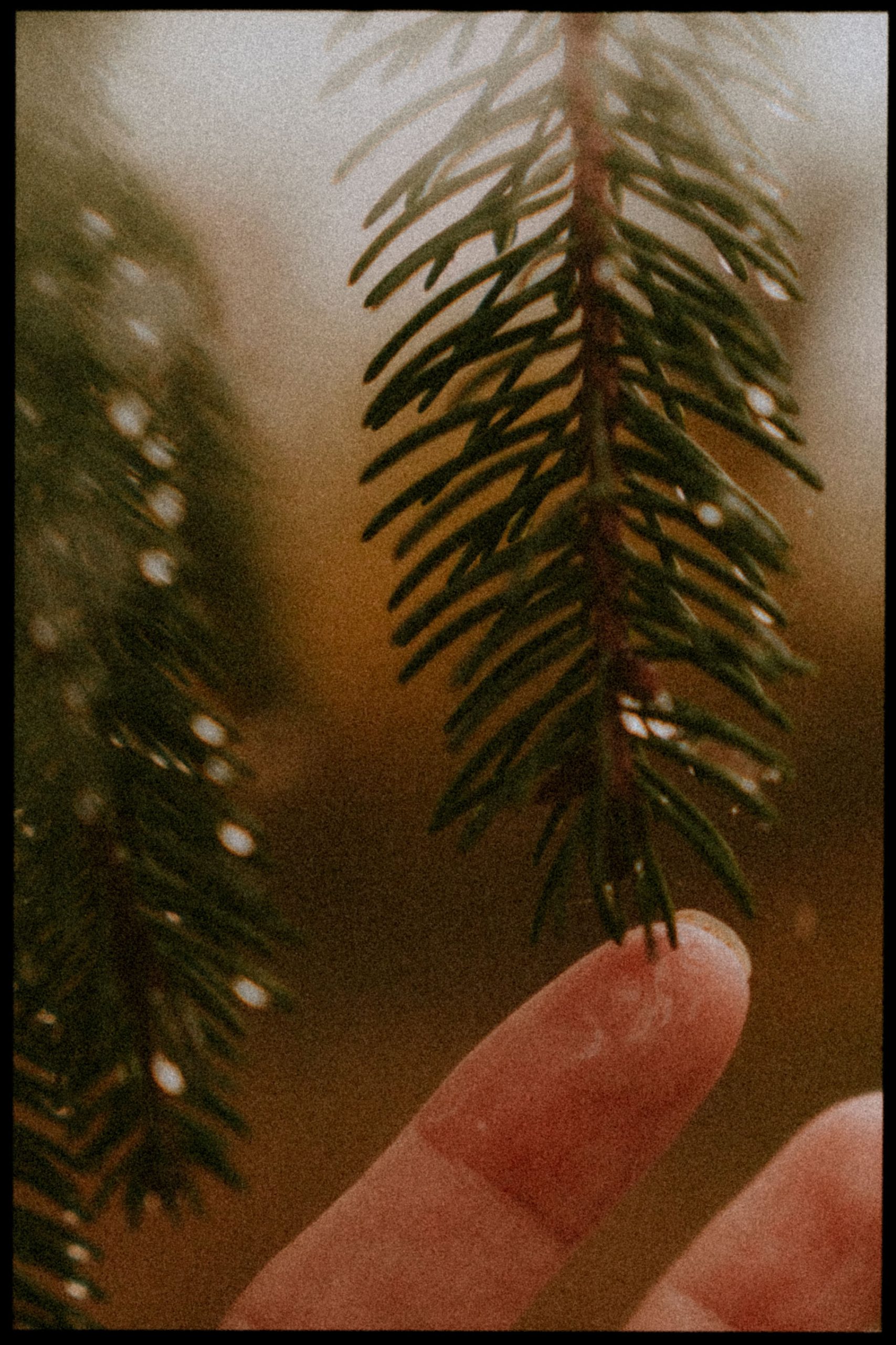 Photo de la nature dans les Landes